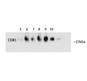 Validation Data - Anti-CD81 Antibody [M38] (A86719)