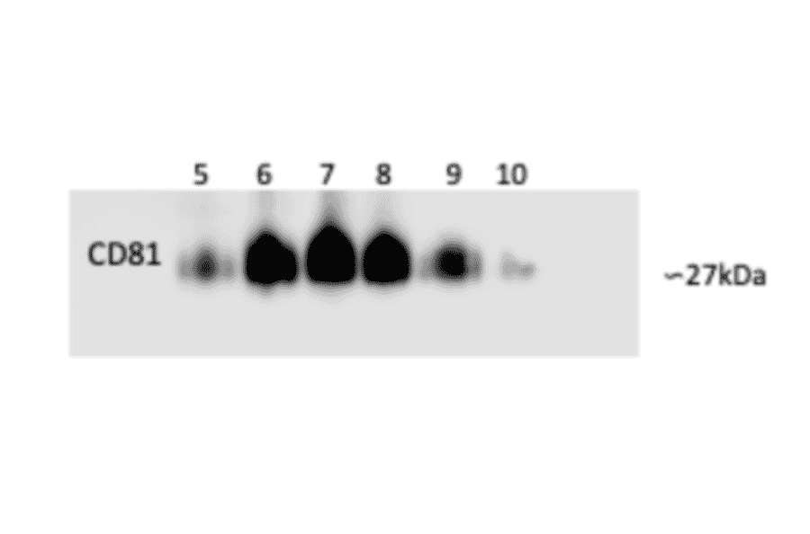 Validation Data - Anti-CD81 Antibody [M38] (A86719)