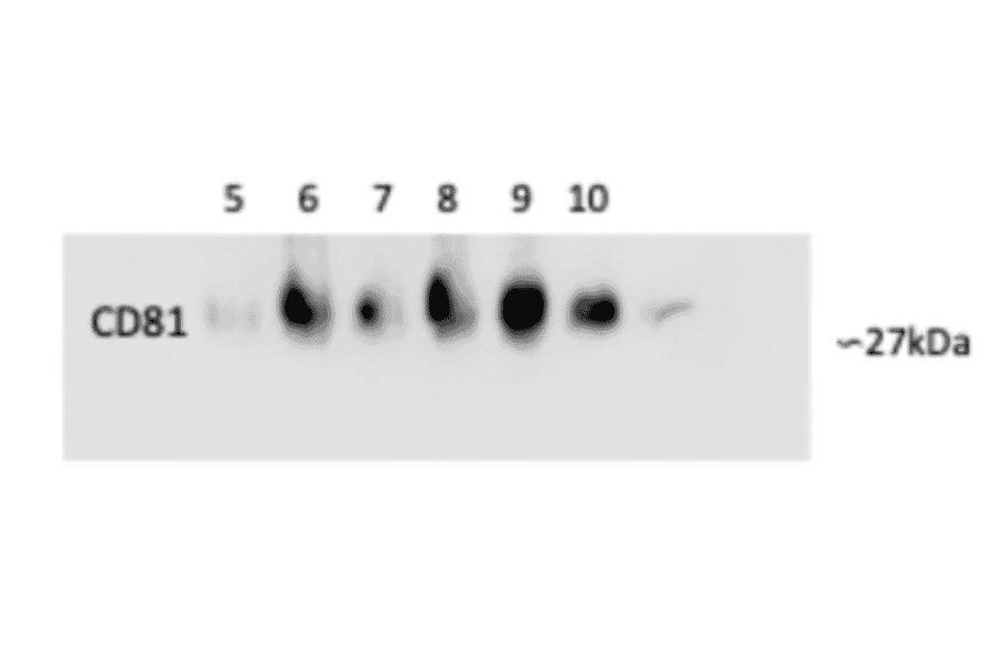 Western Blot - Anti-CD81 Antibody - Antibodies.com