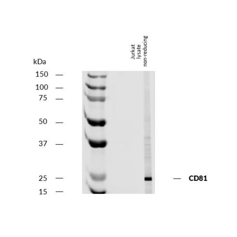 WB - Anti-CD81 Antibody [M38] (A86719)