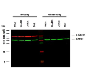 WB - Anti-alpha Tubulin Antibody [TU-02] (A86724)