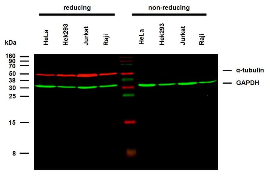 WB - Anti-alpha Tubulin Antibody [TU-02] (A86724)