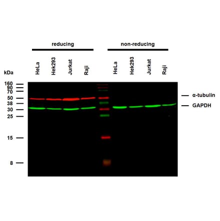 WB - Anti-alpha Tubulin Antibody [TU-02] (A86724)