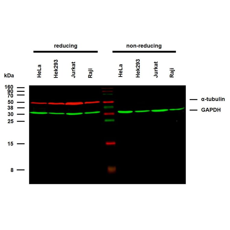 WB - Anti-alpha Tubulin Antibody [TU-02] (A86724)
