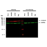 WB - Anti-alpha Tubulin Antibody [TU-02] (A86724)
