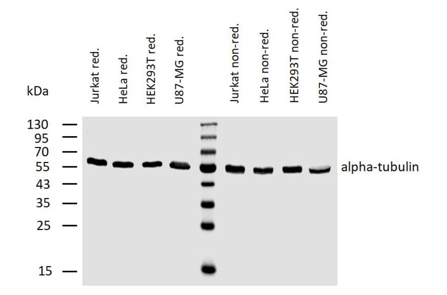 WB - Anti-alpha Tubulin Antibody [TU-02] (A86724)