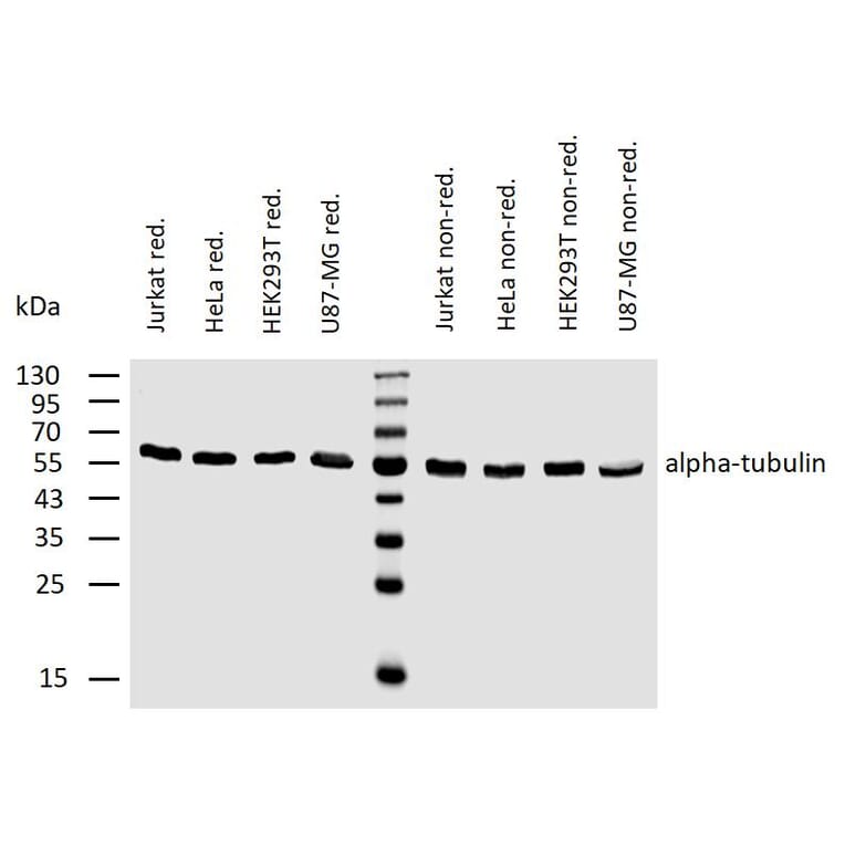 WB - Anti-alpha Tubulin Antibody [TU-02] (A86724)