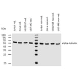 WB - Anti-alpha Tubulin Antibody [TU-02] (A86724)