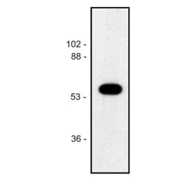 Western Blot - Anti-alpha Tubulin Antibody [TU-02] (A86721) - Antibodies.com