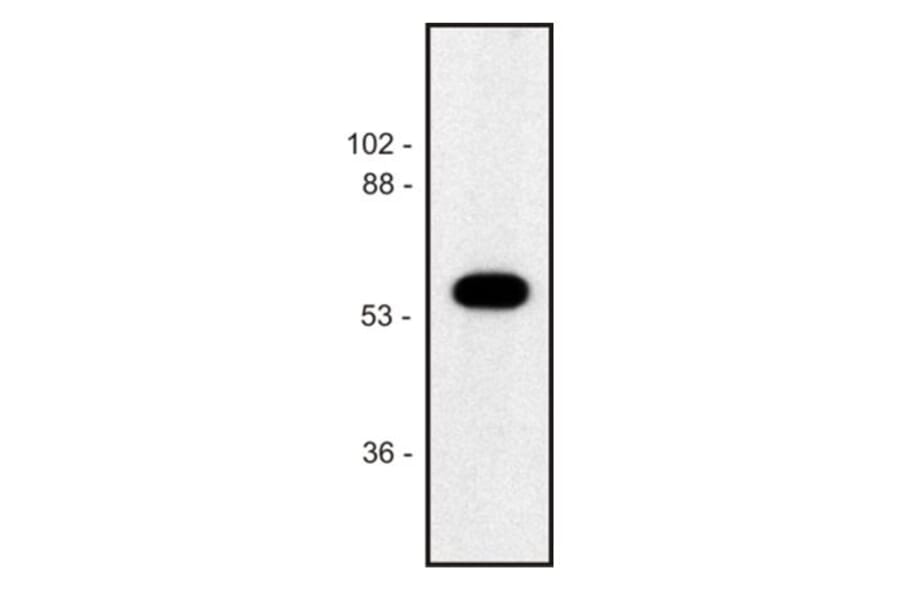 Western Blot - Anti-alpha Tubulin Antibody [TU-02] (A86721) - Antibodies.com