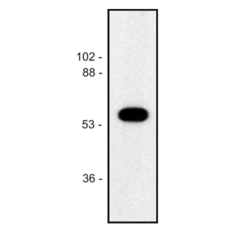 Western Blot - Anti-alpha Tubulin Antibody [TU-02] (A86721) - Antibodies.com