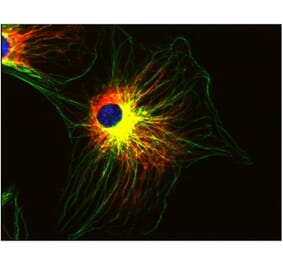 ICC - Anti-alpha Tubulin Antibody [TU-01] (A86726)