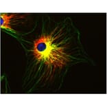ICC - Anti-alpha Tubulin Antibody [TU-01] (A86726)