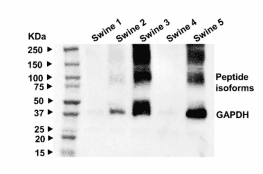 Western Blot - Anti-alpha -Tubulin - Antibodies.com