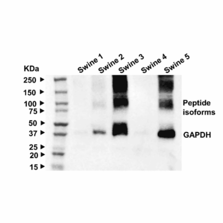Western Blot - Anti-alpha -Tubulin - Antibodies.com