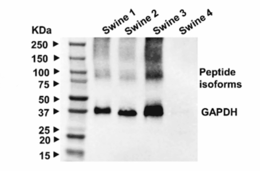 Western Blot - Anti-alpha -Tubulin - Antibodies.com