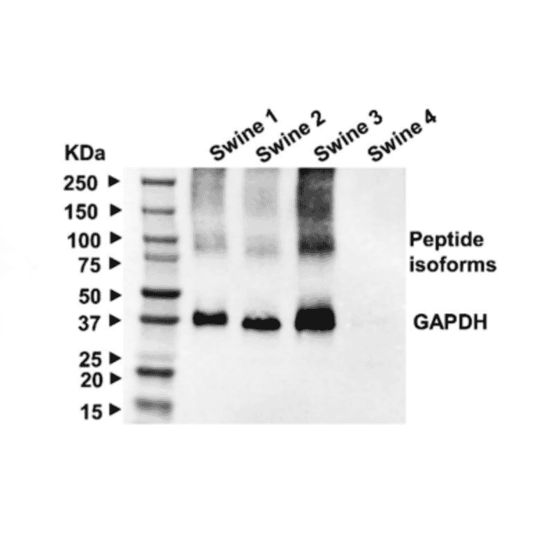 Western Blot - Anti-alpha -Tubulin - Antibodies.com