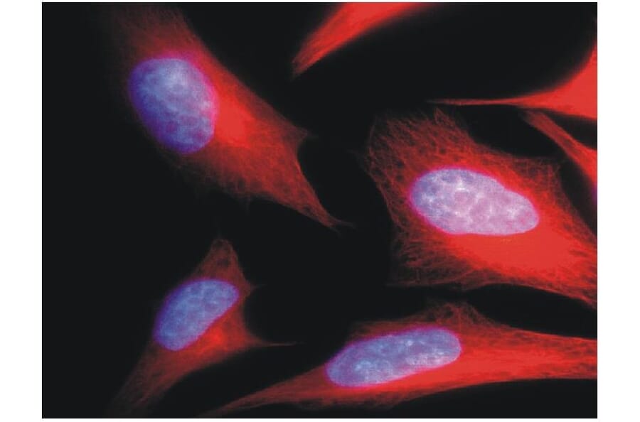 ICC - Anti-alpha Tubulin Antibody [TU-01] (A86726)