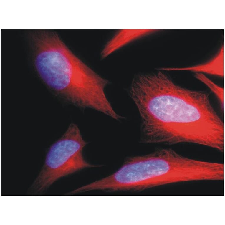 ICC - Anti-alpha Tubulin Antibody [TU-01] (A86726)