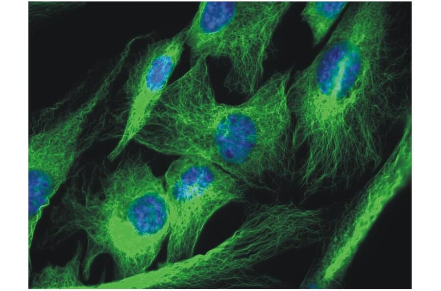 ICC - Anti-alpha Tubulin Antibody [TU-01] (A86726)