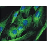 ICC - Anti-alpha Tubulin Antibody [TU-01] (A86726)