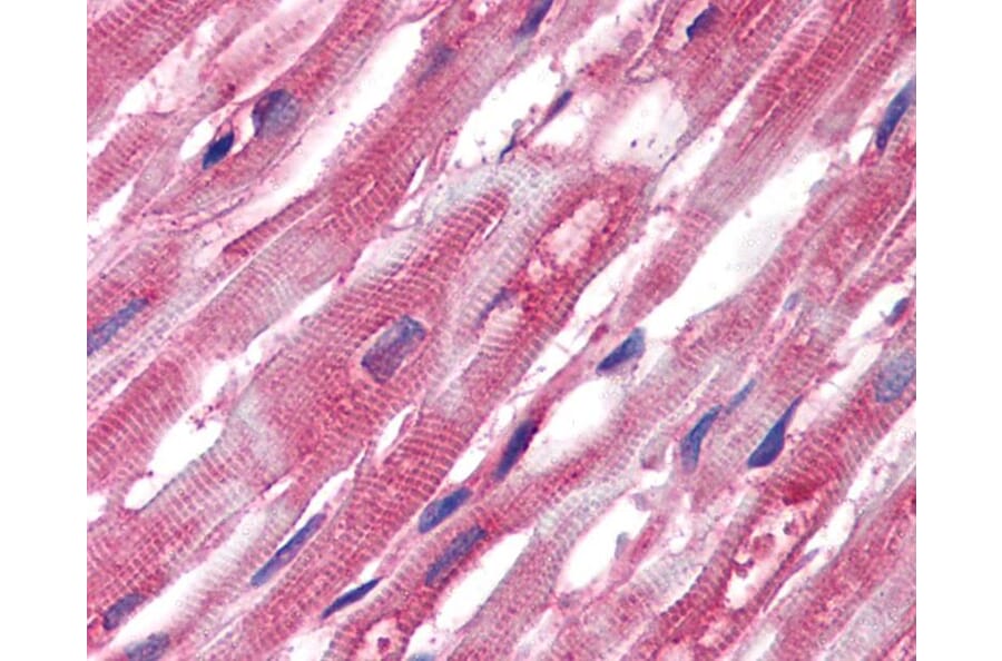 IHC - Anti-alpha Tubulin Antibody [TU-01] (A86726)