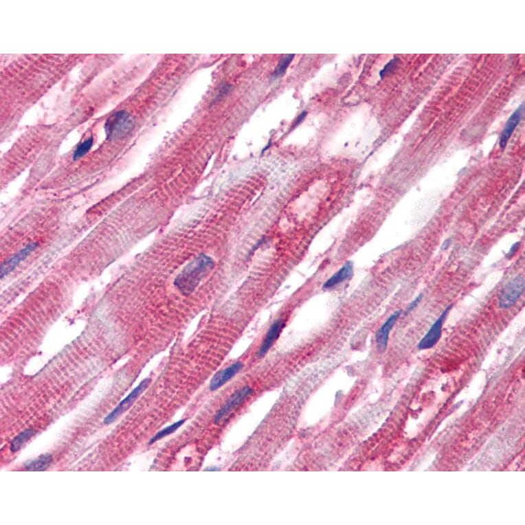 IHC - Anti-alpha Tubulin Antibody [TU-01] (A86726)