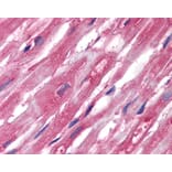 IHC - Anti-alpha Tubulin Antibody [TU-01] (A86726)