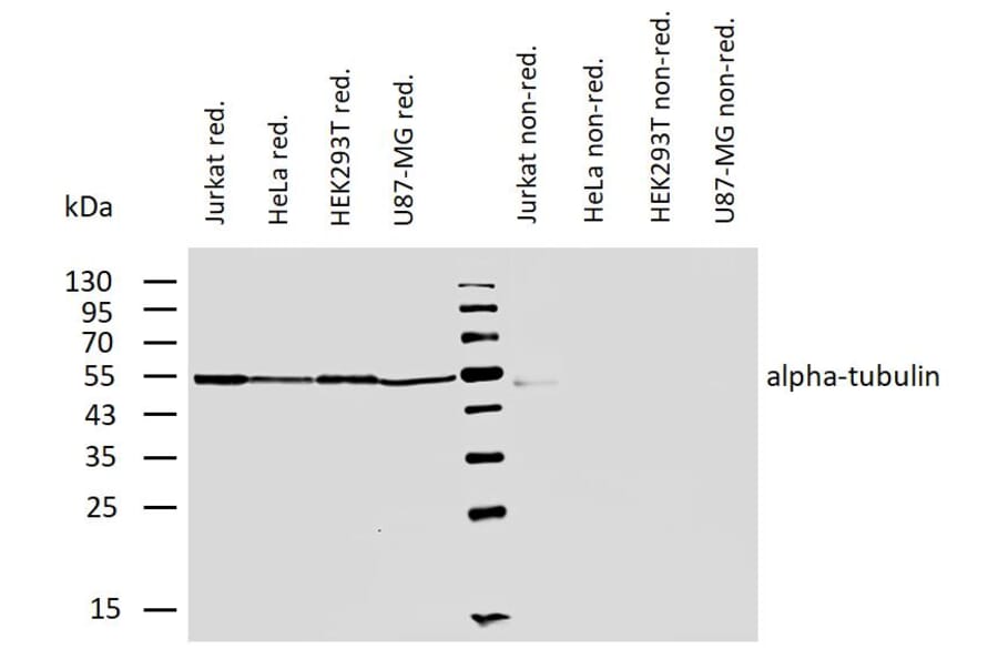 WB - Anti-alpha Tubulin Antibody [TU-01] (A86726)