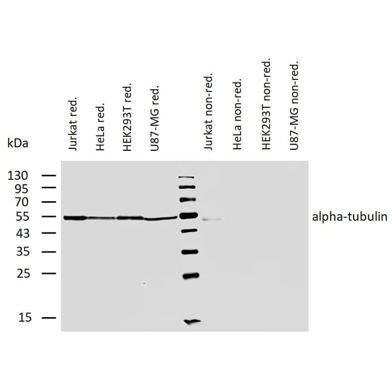 WB - Anti-alpha Tubulin Antibody [TU-01] (A86726)