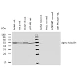 WB - Anti-alpha Tubulin Antibody [TU-01] (A86726)