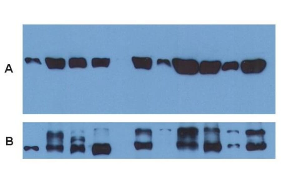 WB - Anti-alpha Tubulin Antibody [TU-01] (A86726)