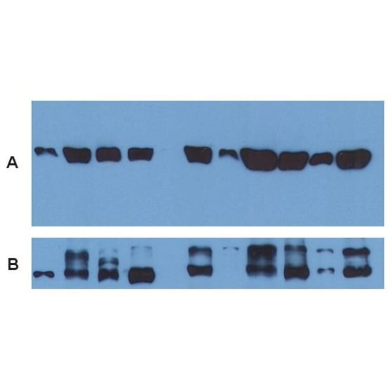WB - Anti-alpha Tubulin Antibody [TU-01] (A86726)