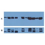 WB - Anti-alpha Tubulin Antibody [TU-01] (A86726)