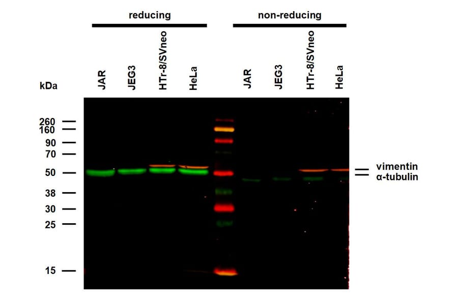 WB - Anti-alpha Tubulin Antibody [TU-01] (A86726)