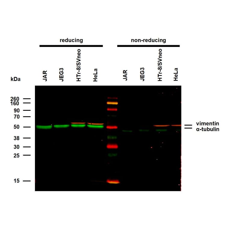 WB - Anti-alpha Tubulin Antibody [TU-01] (A86726)