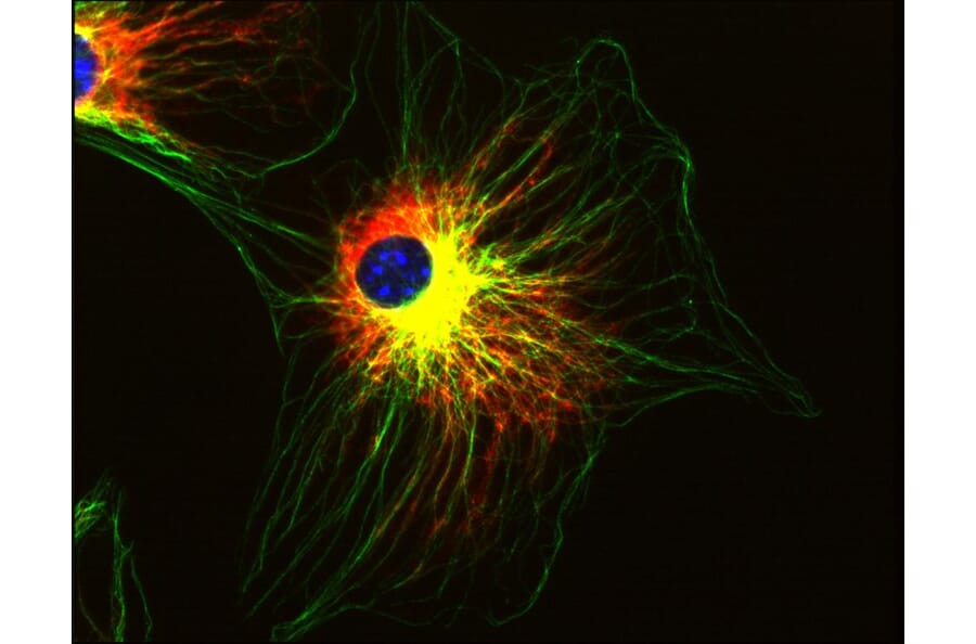 Immunocytochemistry - Anti-alpha Tubulin Antibody [TU-01] (A86726) - Antibodies.com