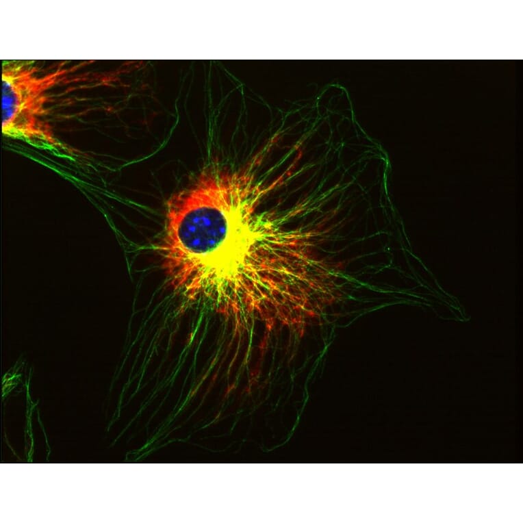 Immunocytochemistry - Anti-alpha Tubulin Antibody [TU-01] (A86726) - Antibodies.com