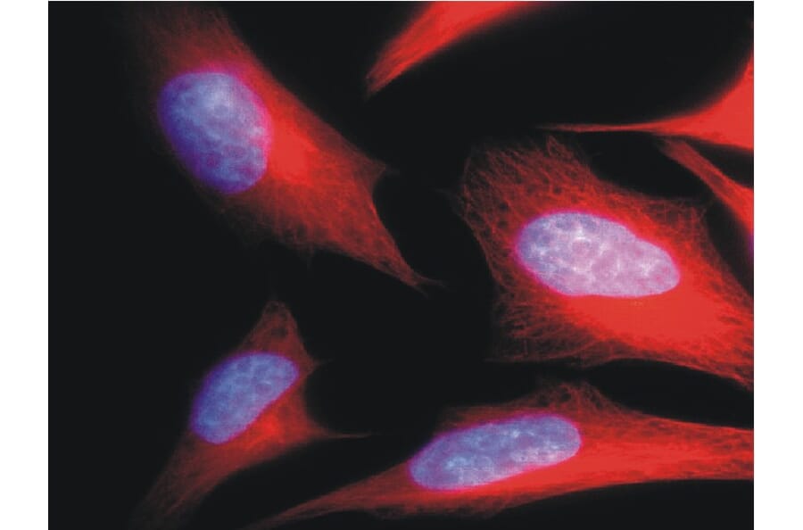 Immunocytochemistry - Anti-alpha Tubulin Antibody [TU-01] (A86726) - Antibodies.com