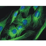 Immunocytochemistry - Anti-alpha Tubulin Antibody [TU-01] (A86725) - Antibodies.com