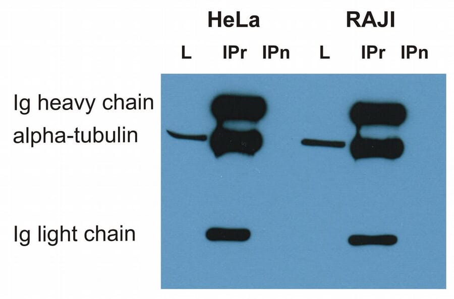 Immunoprecipitation - Anti-alpha Tubulin Antibody [TU-01] (A86726) - Antibodies.com