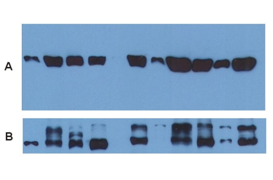 Western Blot - Anti-alpha Tubulin Antibody [TU-01] (A86726) - Antibodies.com