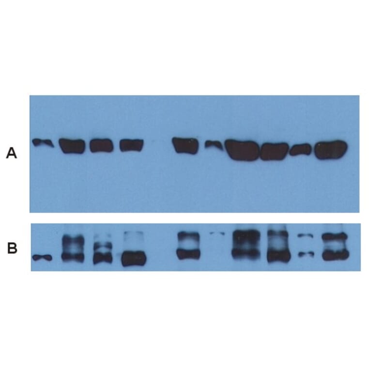 Western Blot - Anti-alpha Tubulin Antibody [TU-01] (A86726) - Antibodies.com
