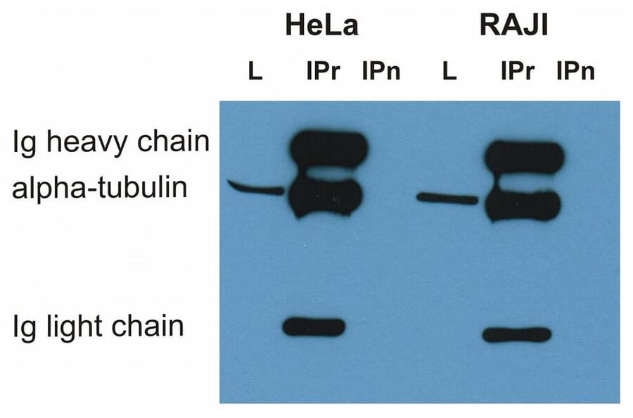IP - Anti-alpha Tubulin Antibody [TU-01] (A86726)