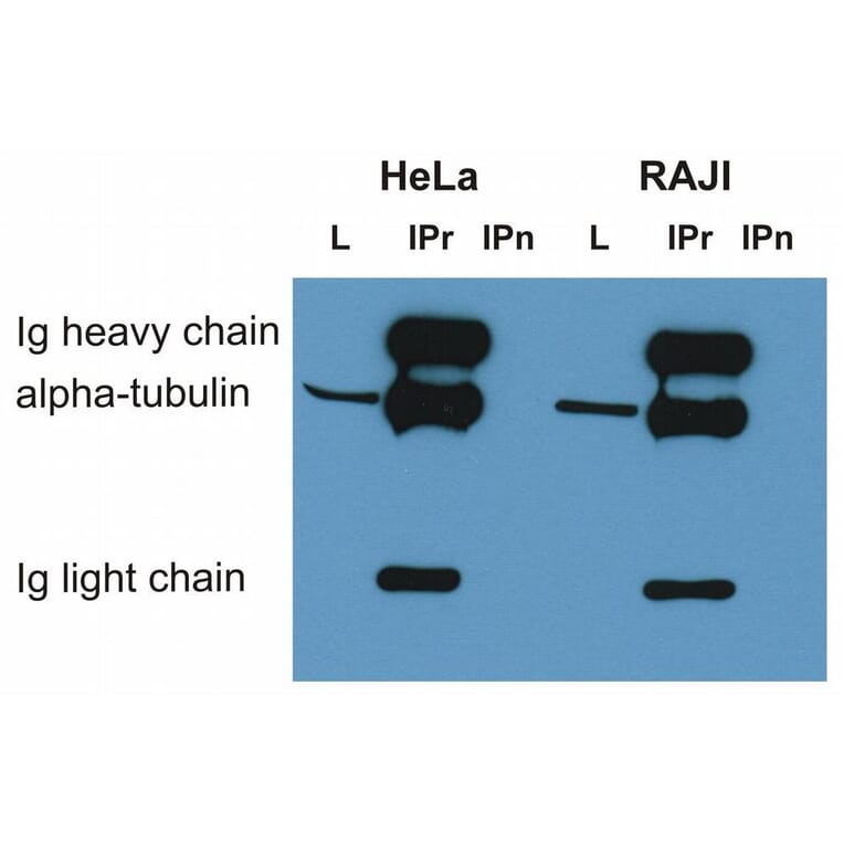 IP - Anti-alpha Tubulin Antibody [TU-01] (A86726)