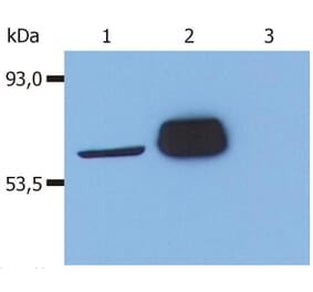 WB - Anti-LCK Antibody [LCK-01] (A86727)