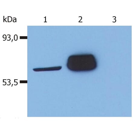 WB - Anti-LCK Antibody [LCK-01] (A86727)