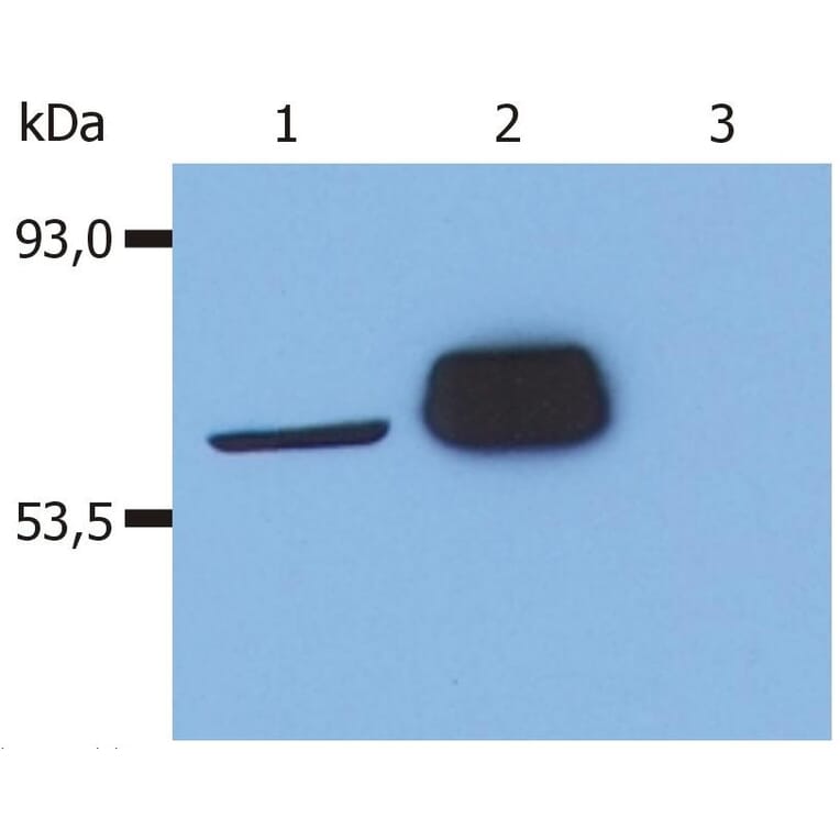 WB - Anti-LCK Antibody [LCK-01] (A86727)