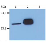 WB - Anti-LCK Antibody [LCK-01] (A86727)