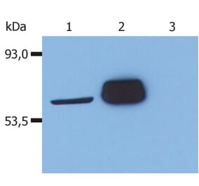 Western Blot - Anti-LCK Antibody [LCK-01] (A86726) - Antibodies.com